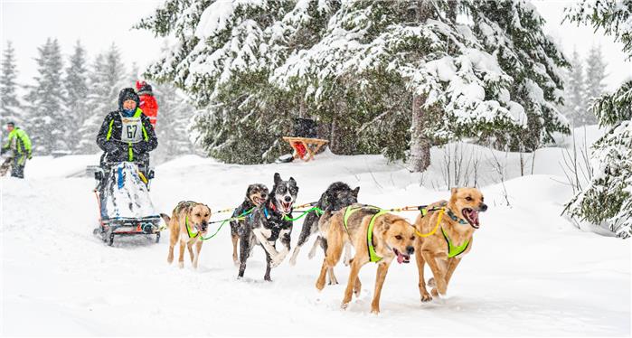 Rachel and the Striders Adventures team of rehomed sled dogs